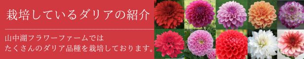 山中湖フラワーファーム