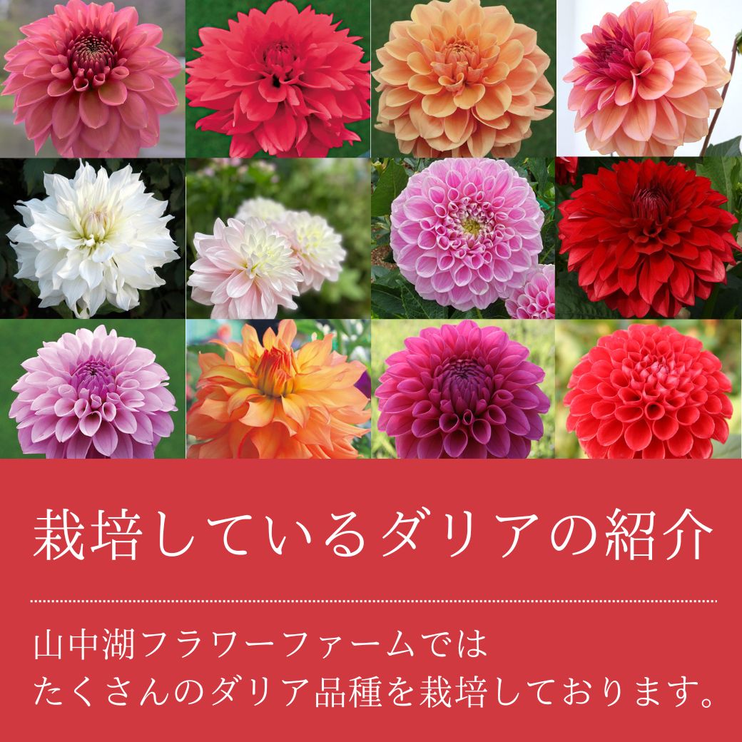 山中湖フラワーファーム